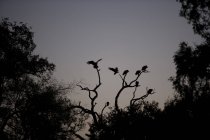 Silueta de pájaros sentados en el árbol contra el cielo gris - foto de stock