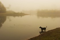 Side view of dog at edge of lake at fog — Stock Photo