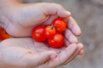 Imagen recortada de Chica sosteniendo tomates cherry frescos - foto de stock