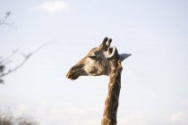 Vista lateral da bela girafa em Safari, África do Sul, Kruger National Park — Fotografia de Stock