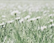 Close-up of growing blooming daisies flowers — Stock Photo