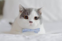 Cute adorable kitten with bow tie, closeup — Stock Photo