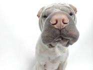 Close-up of Cute Sniffing Shar pei looking at camera on white background — Stock Photo