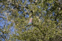 Colorido pájaro sentado en ramas de árbol - foto de stock
