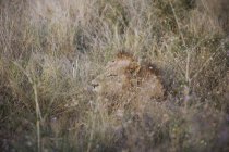 Majestoso leão descansando na grama longa — Fotografia de Stock