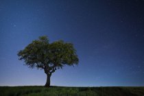 Мальовничий вид на зелений дуб на зоряне небо — стокове фото