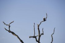 African Fish Eagle sitting on branch of tree — Stock Photo