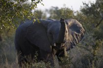 Дикі Африканський слон в Національний парк Крюгера safari, Південна Африка, — стокове фото