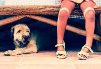 Dog sitting under bench by girls legs — Stock Photo