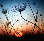 Primo piano vista di erba silhouette magica al tramonto — Foto stock
