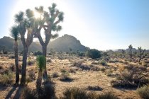 Vue panoramique sur le parc national Joshua Tree, comté de San Bernardino, El Cajon Drive, Californie, États-Unis — Photo de stock