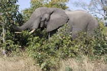 Grande elefante cinzento alimentando-se na natureza selvagem — Fotografia de Stock