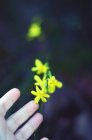 Image recadrée de la main touchant fleur jaune sur fond flou — Photo de stock
