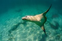 Underwater view of swimming sea lion — Stock Photo
