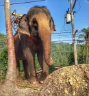 Красивый слон с сиденьем на спине против проводов на сафари — стоковое фото