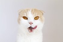 Крупним планом Портрет шотландської складчастої кішки лиже губи і дивиться на камеру на сірому фоні — стокове фото