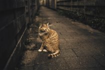 Primer plano vista de jengibre gato en callejón - foto de stock