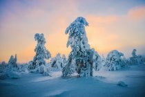 Мальовничий вид на соснові дерева взимку — стокове фото