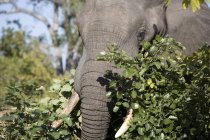 Focinho de belo elefante na natureza selvagem — Fotografia de Stock