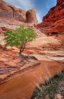 , einsamer Baum in Coyote-Schlucht, USA, utah, Glen Canyon Nationales Erholungsgebiet — Stockfoto