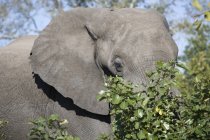 Muzzle of beautiful elephant at wild nature — Stock Photo