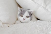 Niedliche flauschige Katze versteckt sich in Kissen — Stockfoto