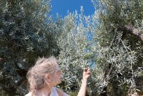 Frau kontrolliert Bio-Oliven im Garten — Stockfoto