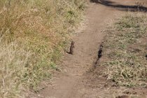 Vista elevada de mangusto em pé na estrada de terra — Fotografia de Stock
