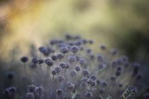 Close-up view of wildflowers against blurred background — Stock Photo
