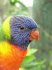 Крупный план красочной головы попугая на размытом фоне — стоковое фото
