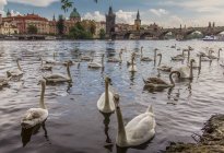 Белые лебеди на реке Влтаве, Прага, Чехия — стоковое фото