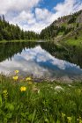 Scenic view of wild flowers by lake with sky reflection in water — Stock Photo
