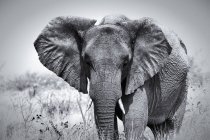 Portrait eines afrikanischen Elefanten in Savanne, Namibia, Etoscha-Nationalpark — Stockfoto