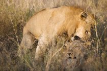Dois leões juntos em grama longa — Fotografia de Stock