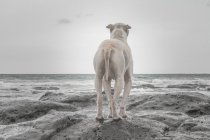 Back view of Shar-pei dog standing on beach — Stock Photo
