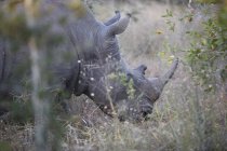 Vista lateral de rinoceronte gris en safari - foto de stock
