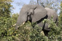Elefantenfütterung in freier Natur — Stockfoto