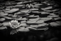 Монохромное изображение прокладок лилии на воде — стоковое фото