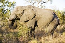 Beautiful elephant feeding at wild nature — Stock Photo