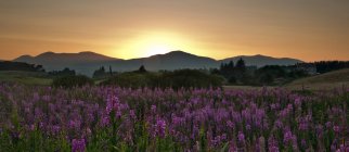 Puesta de sol sobre la cordillera con flores silvestres púrpuras en primer plano, Pentland Hills, Penicuik, Midlothian, Escocia, Reino Unido - foto de stock