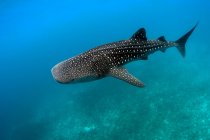 Unterwasser-Ansicht der schönen Walhai Schwimmen — Stockfoto