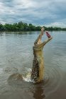 Australia, Darwin, Adelaide River, Salto coccodrillo cattura cibo — Foto stock