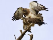 Mating wild hawks against blue sky, USA, Colorado — Stock Photo