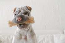 Carino Shar-pei cane mordere osso e guardando la fotocamera, primo piano — Foto stock