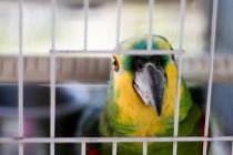 Closeup portrait of colorful parrot in cage — Stock Photo