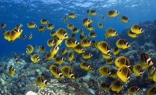 Flock of Raccoon Butterflyfish swimming underwater — Stock Photo