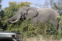Belo elefante alimentação perto de carro na natureza selvagem — Fotografia de Stock