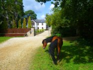 Scenic view of pony outside house, New Forest, Hampshire, UK — Stock Photo