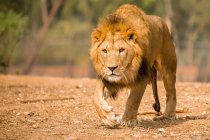 Vue majestueuse sur le lion marchant dans la nature sauvage — Photo de stock