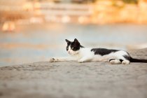 Gato blanco y negro descansando junto al lago - foto de stock
